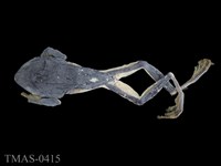 藏品(臺北樹蛙)的圖片